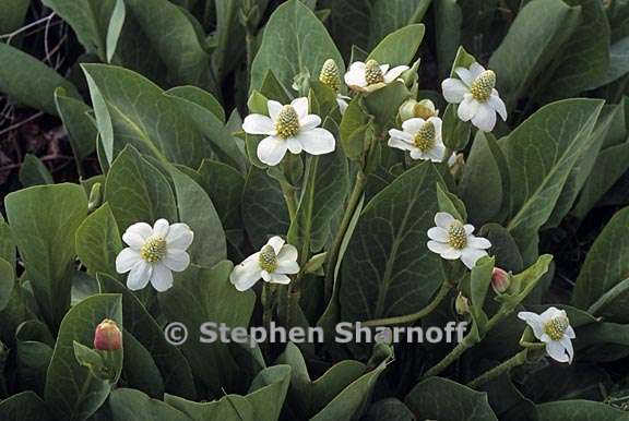 anemopsis californica 1 graphic